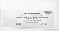 Sclerophoma pitya image